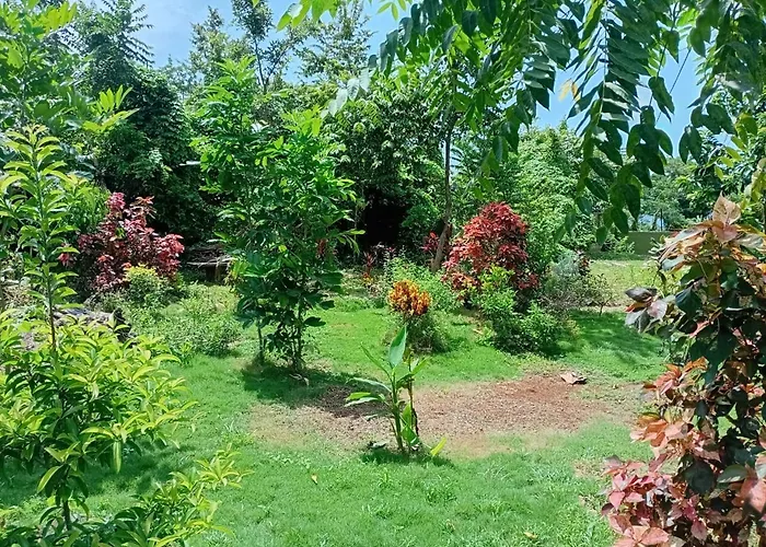 Jack Fruit House